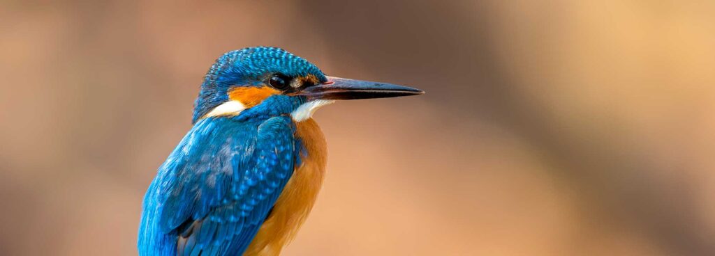 Eisvogel